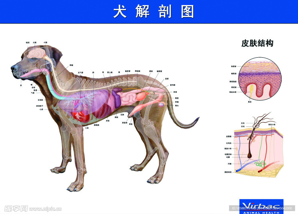 犬解剖图