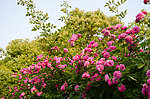 蔷薇 玫瑰 月季 夏