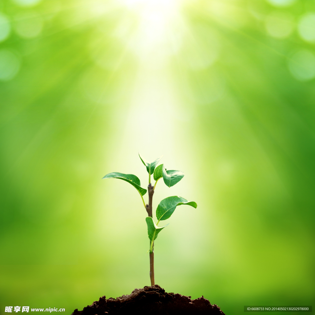 绿叶环保保护植物