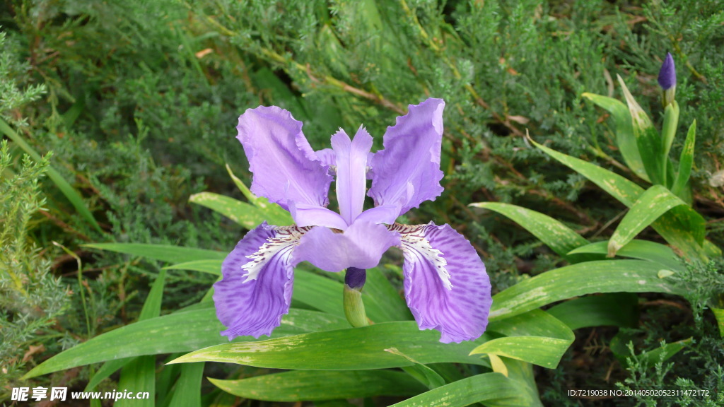 鸢尾花