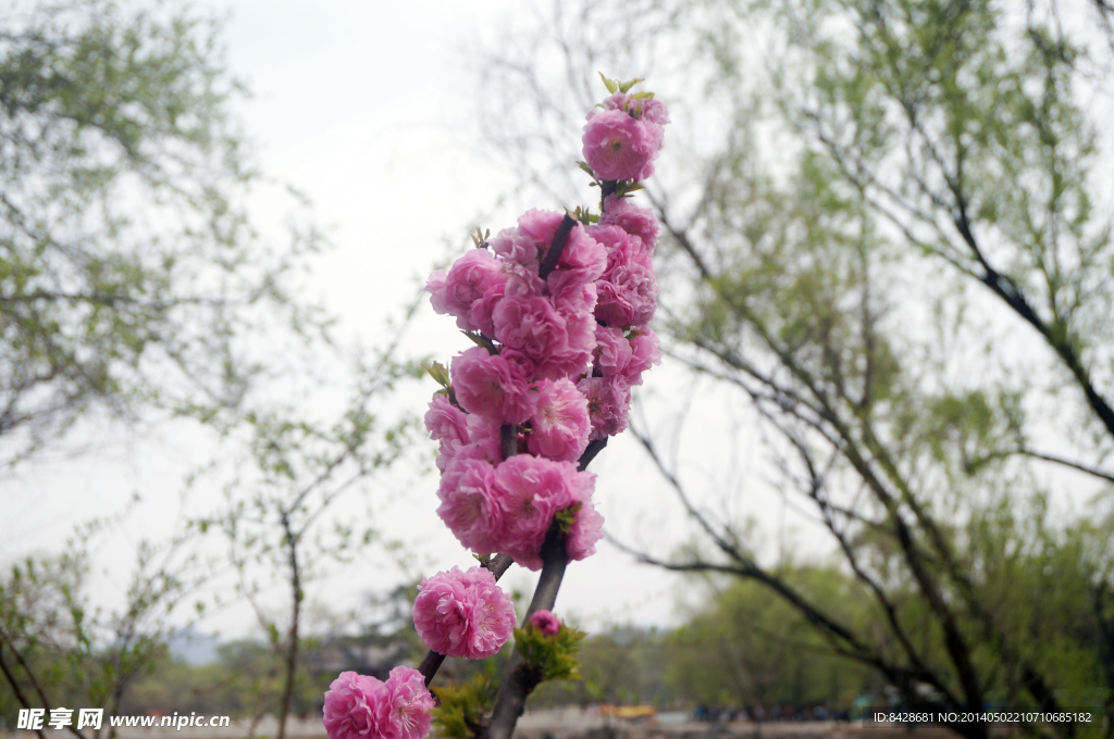 樱花