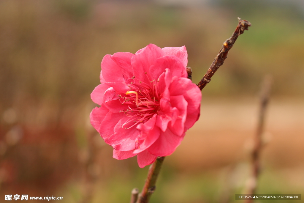 美丽的桃花