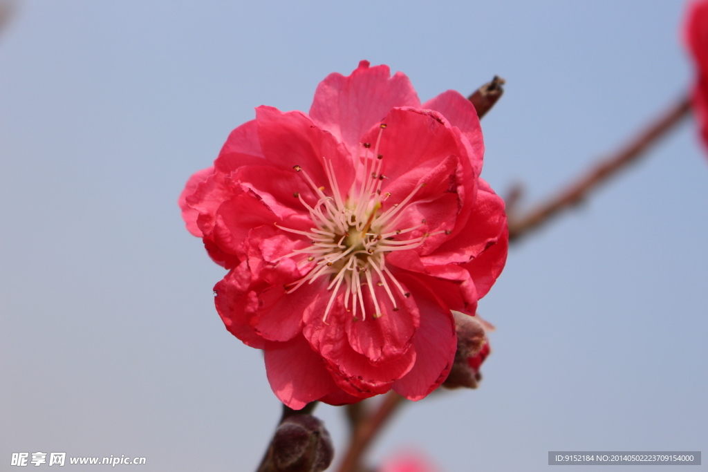 桃花