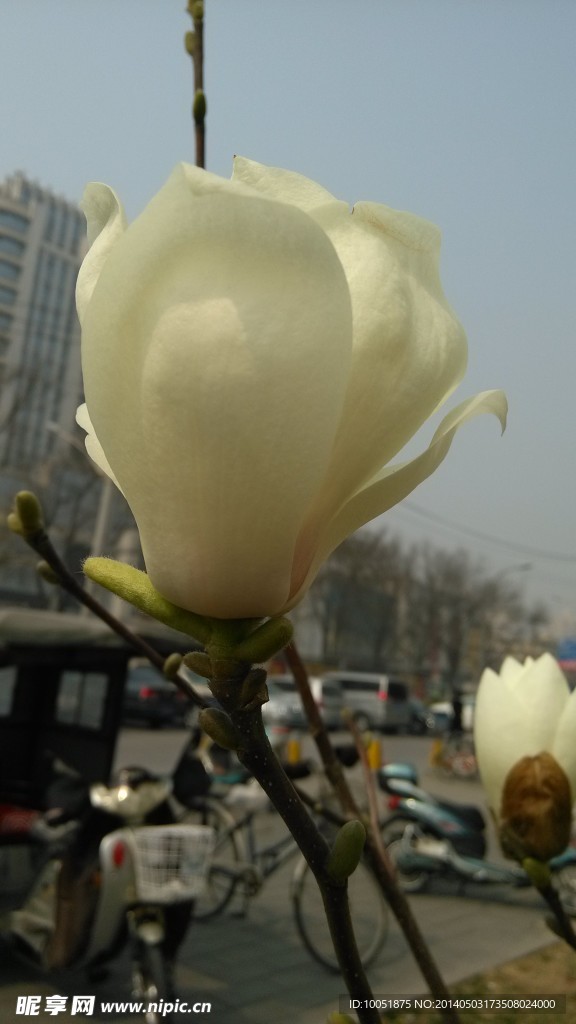 娇娇白玉兰