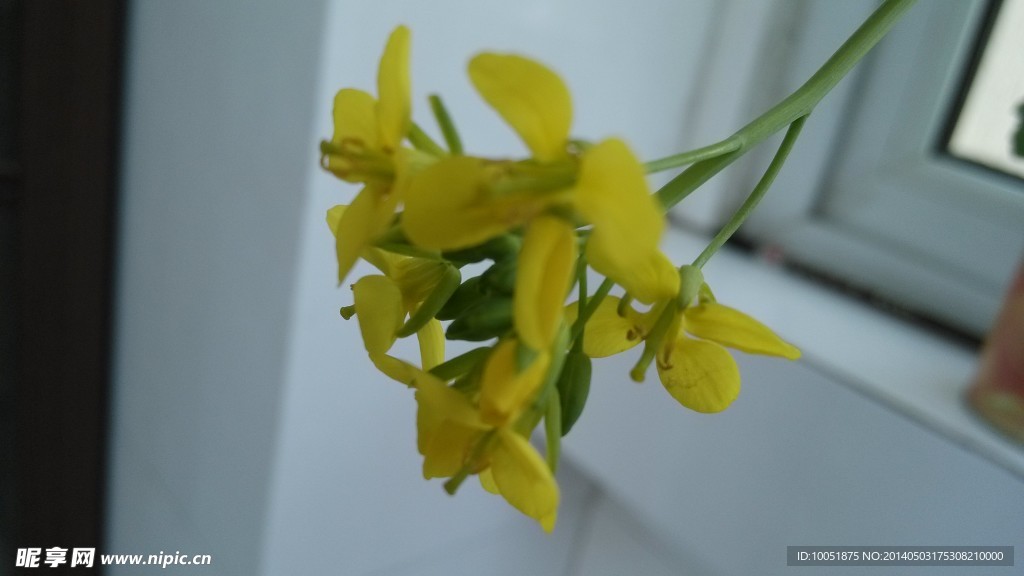 苦菜花