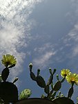 仙人掌花