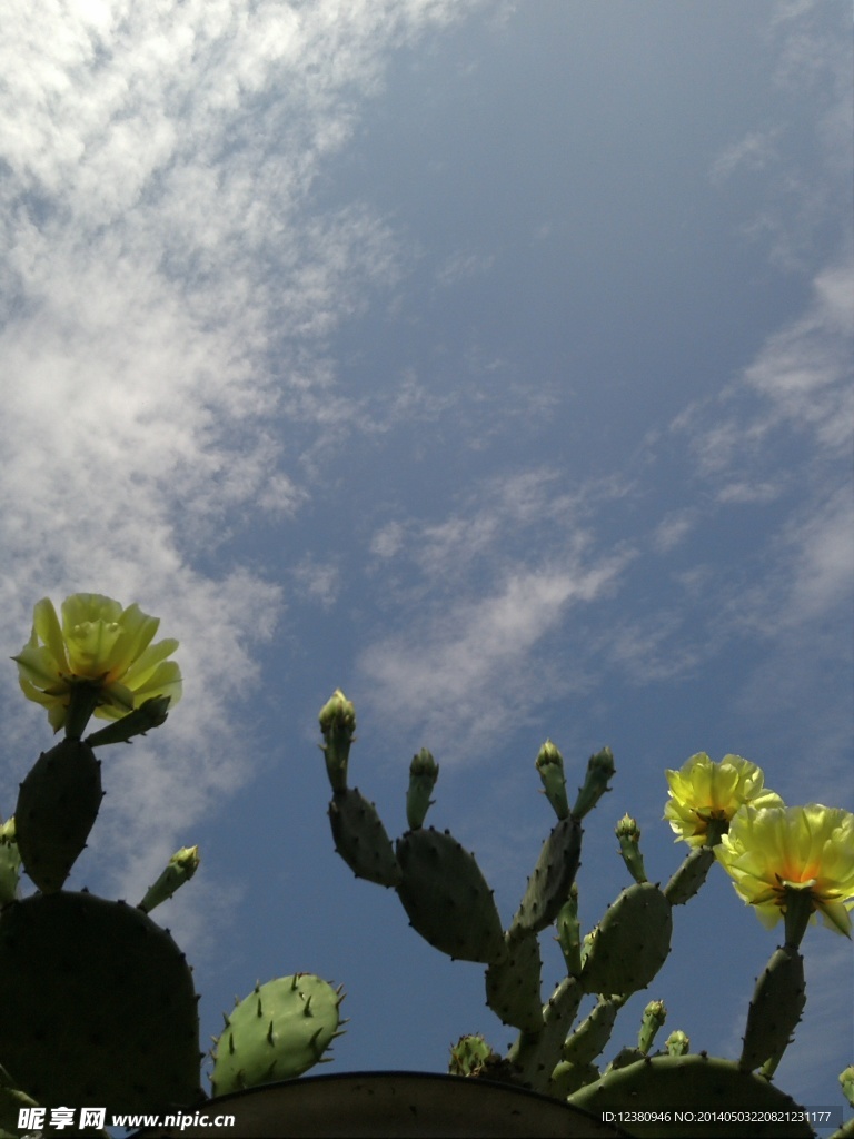 仙人掌花