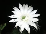 仙人掌花