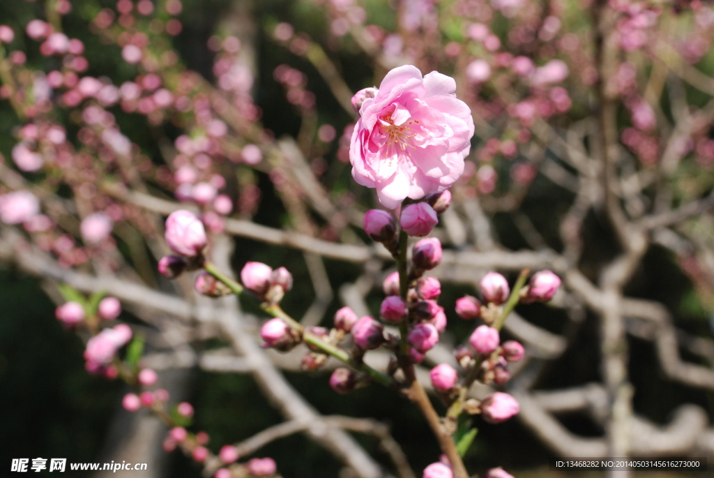 花卉