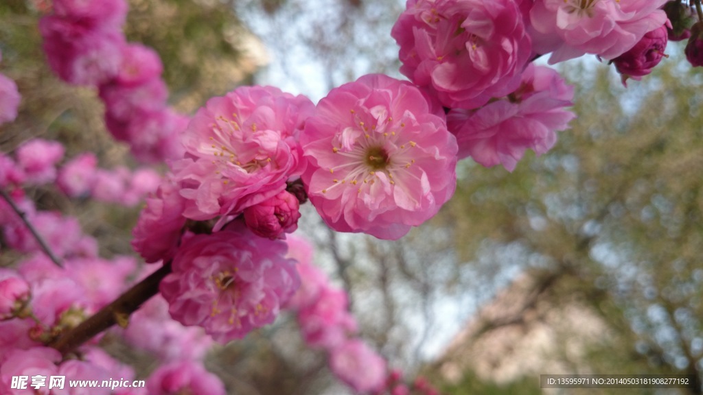 樱花