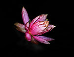 莲花