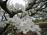 梨花