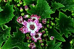 瓜叶菊