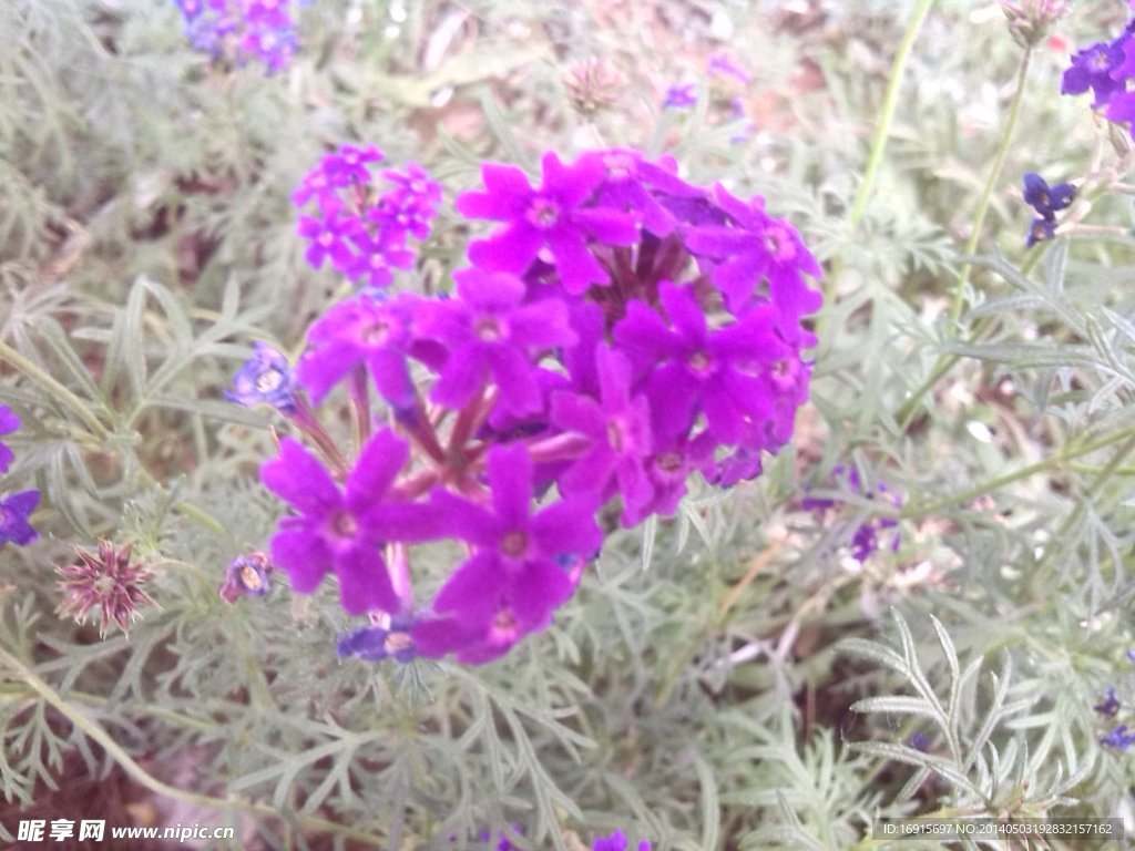 花草