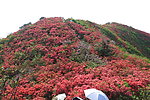 杜鹃 映山红