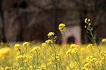 黄花