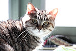 猫咪