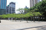 广场小树林