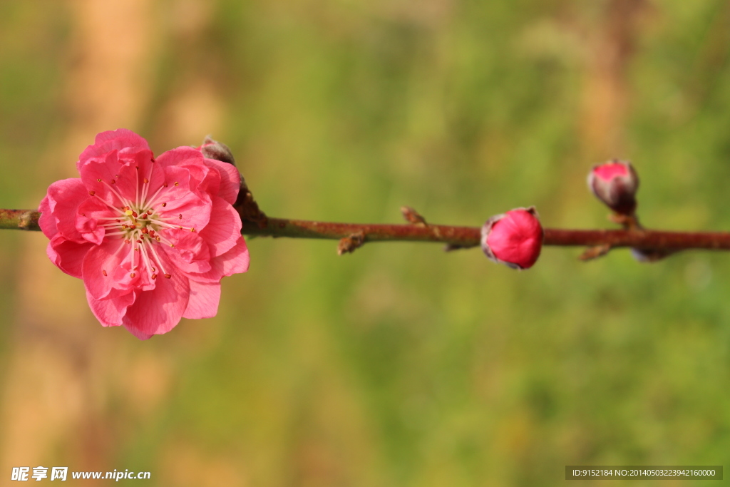 桃花