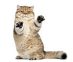 短毛猫