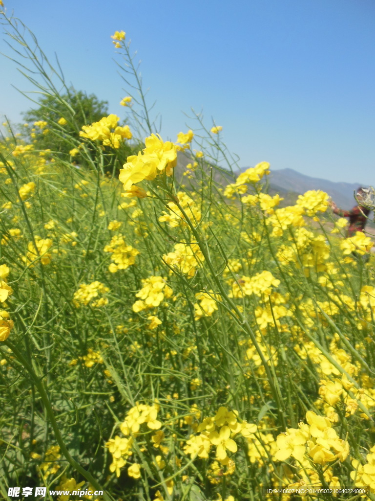 油菜花