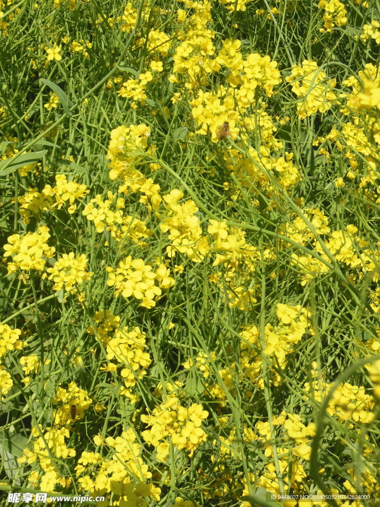 油菜花