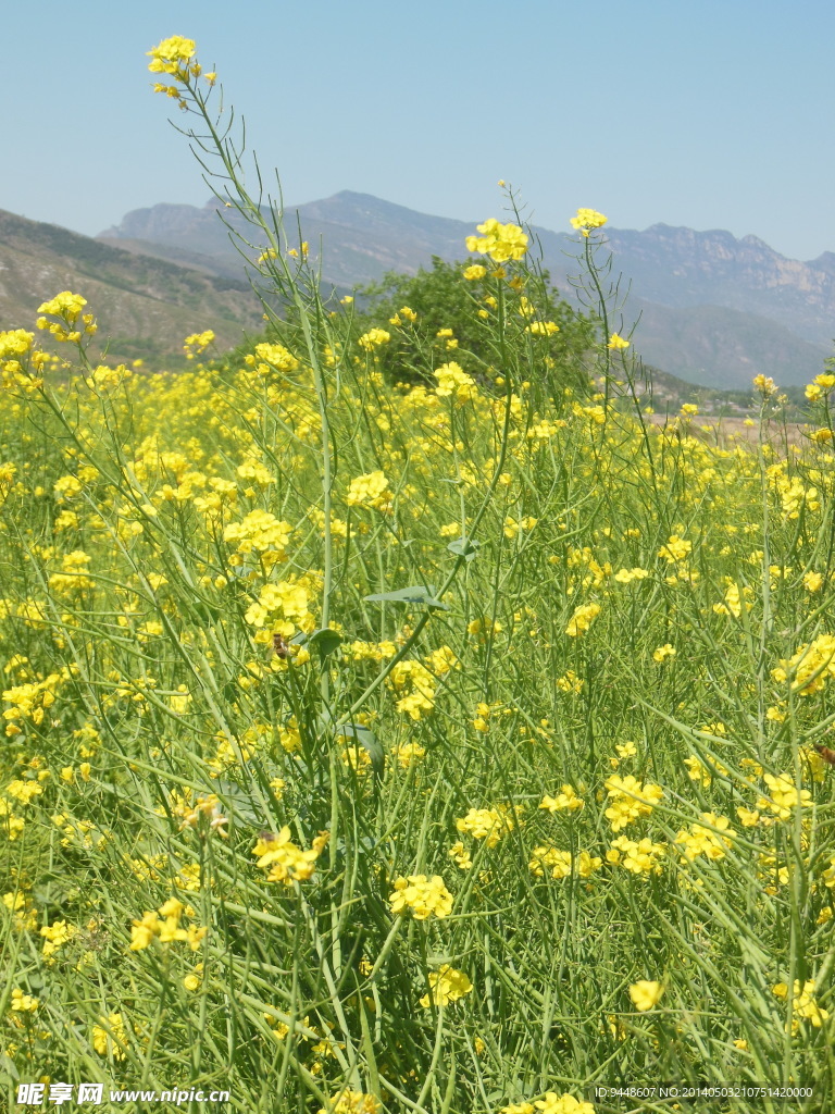 油菜花
