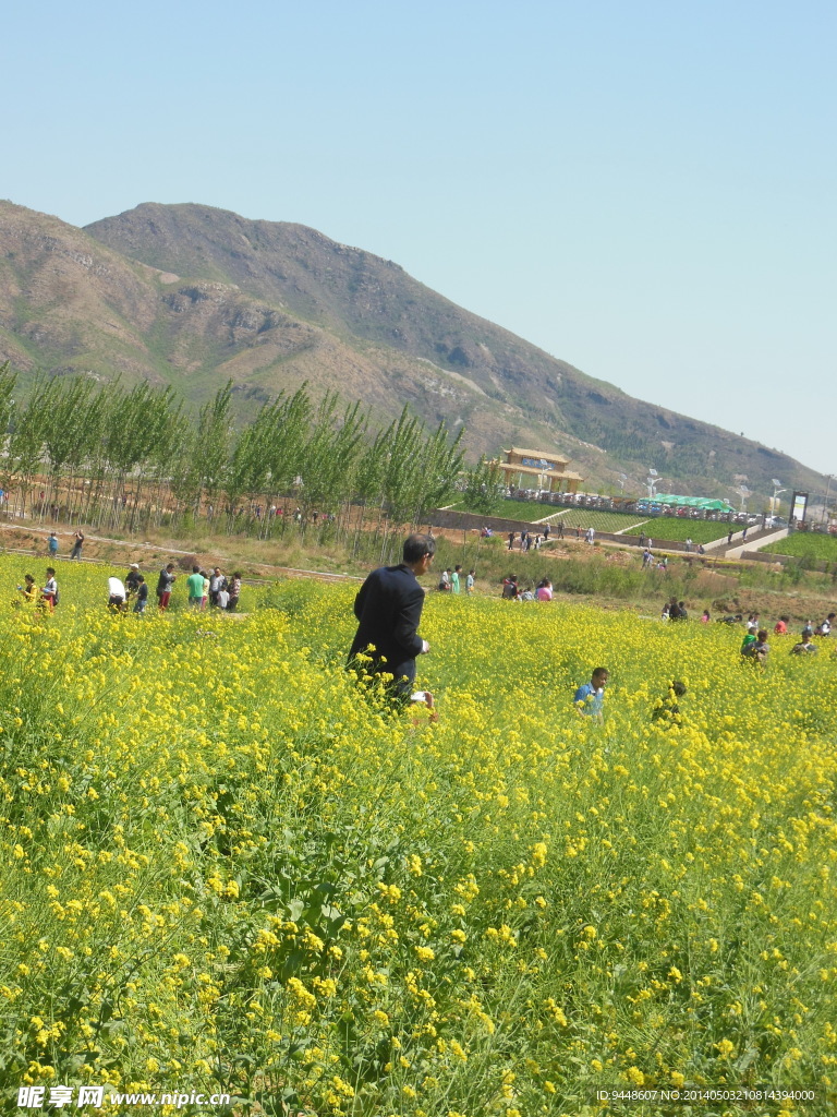 油菜花