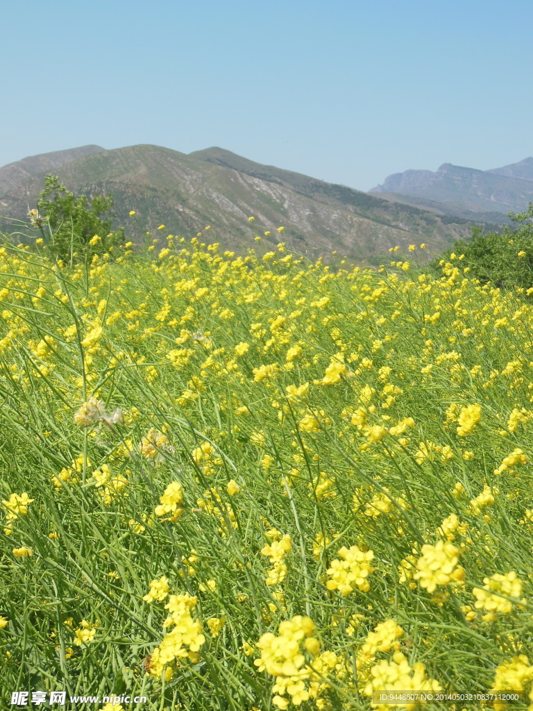 油菜花