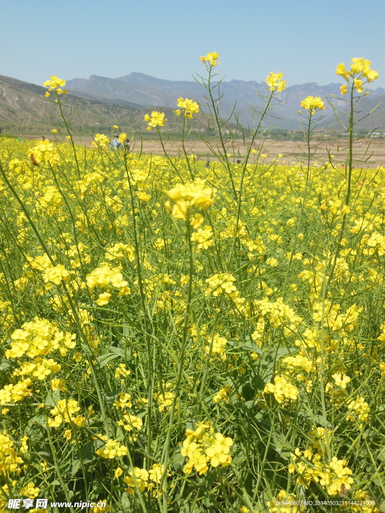 油菜花