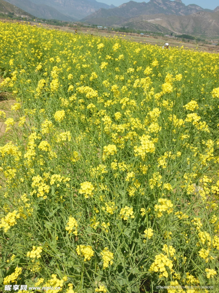 油菜花