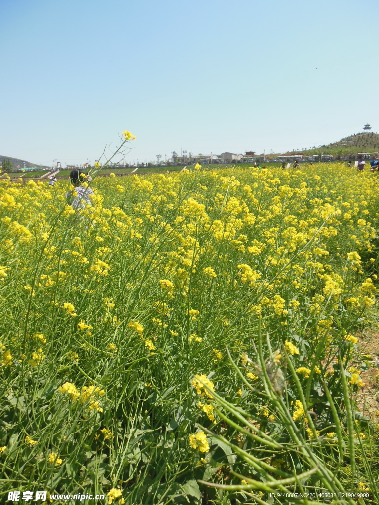 油菜花