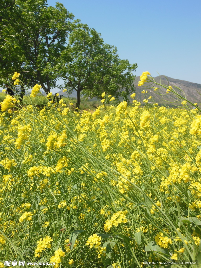油菜花