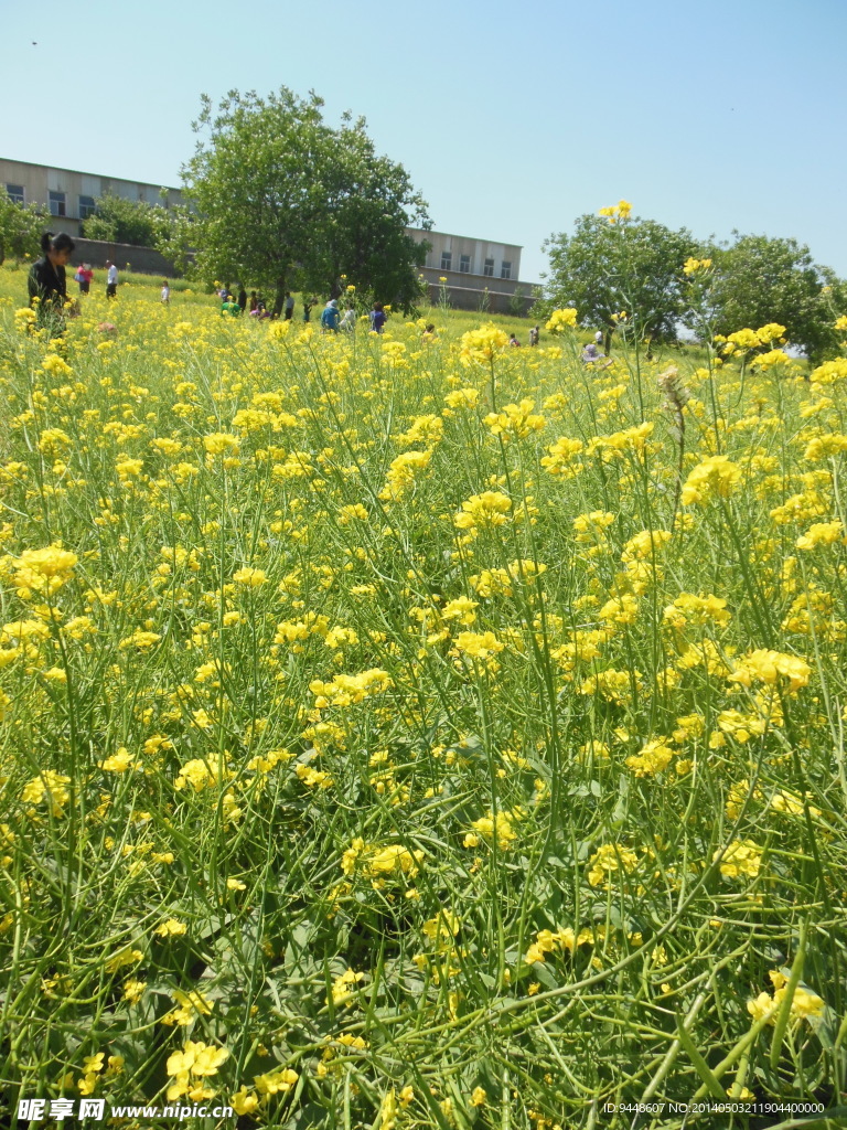 油菜花