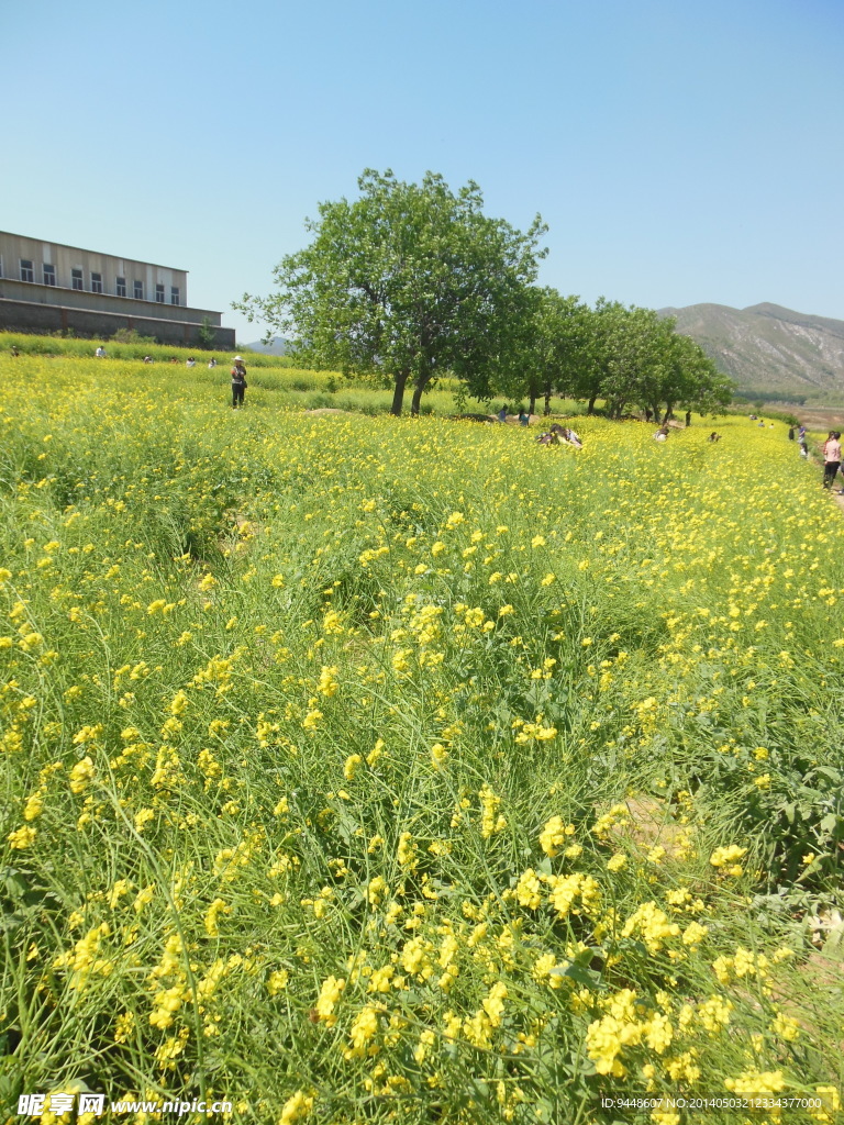 油菜花