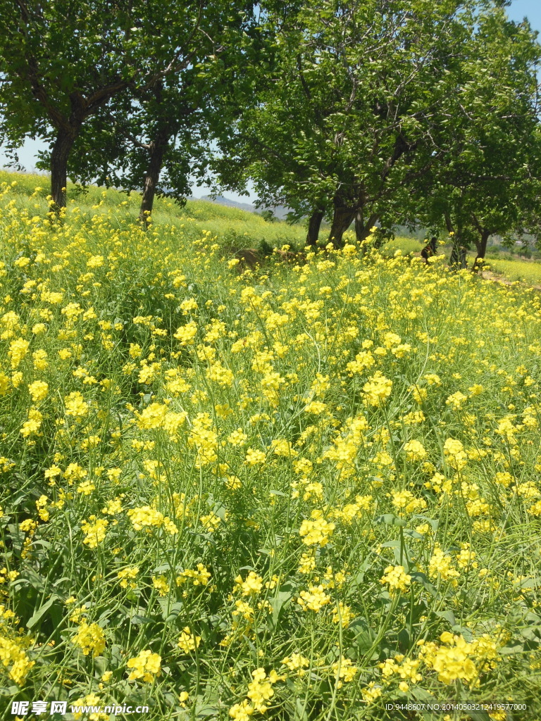 油菜花