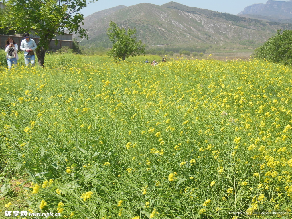 油菜花