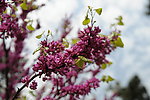 繁花似锦
