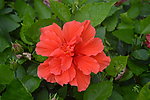花草