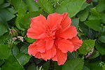 花粉