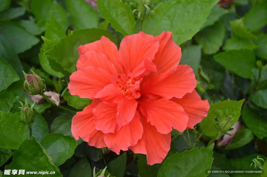 花粉