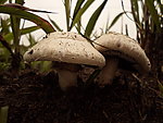 虎掌菌