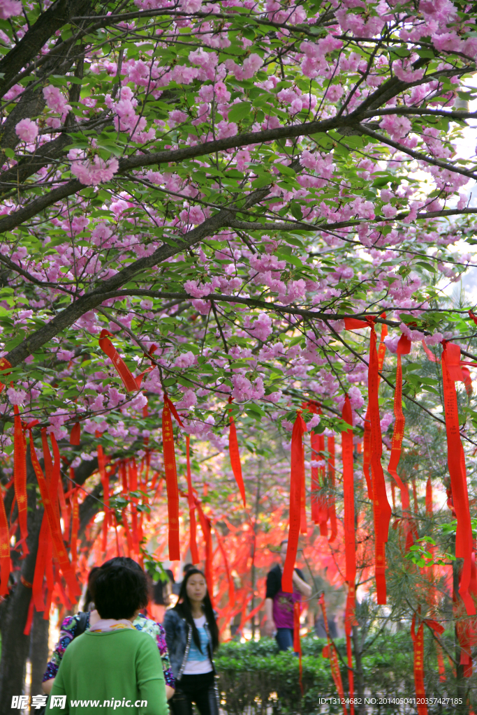 樱桃花