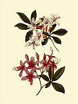 小栀子花