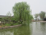 河边 树