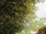 竹泉村 风景竹子