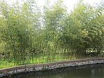 竹泉村 竹子