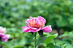 牡丹花
