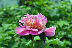 牡丹花