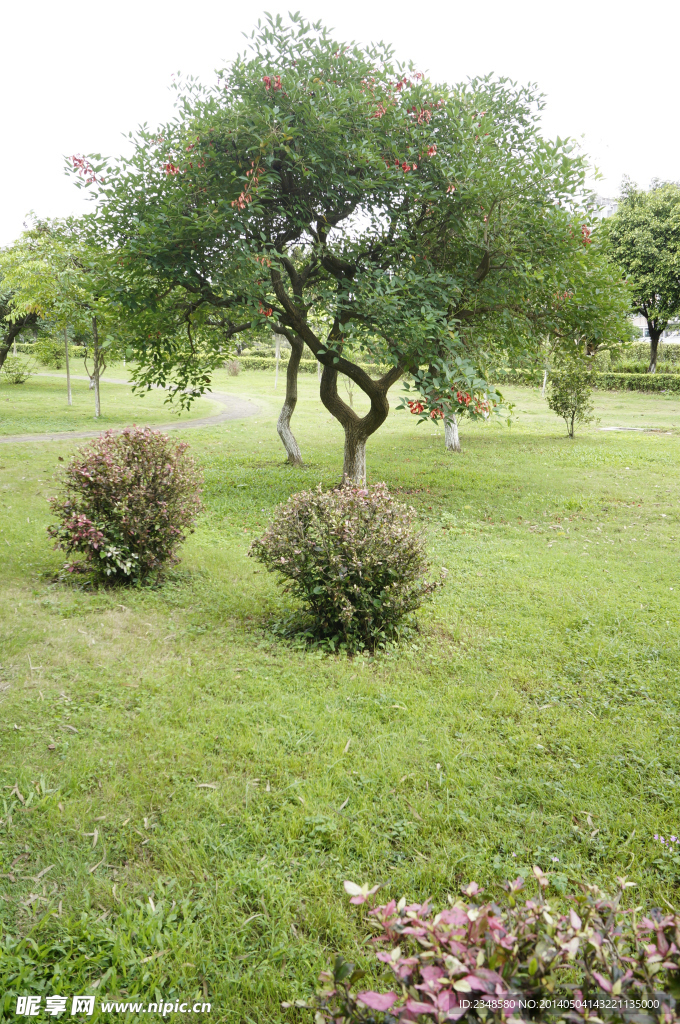 园林树